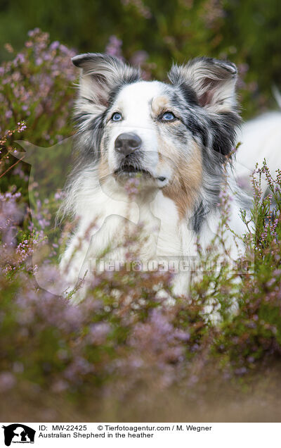 Australian Shepherd in der Heide / Australian Shepherd in the heather / MW-22425