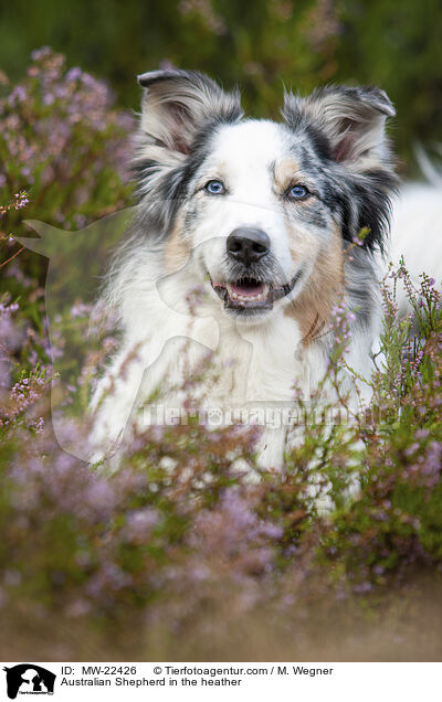 Australian Shepherd in der Heide / Australian Shepherd in the heather / MW-22426