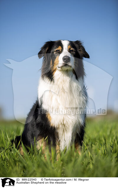 Australian Shepherd auf der Wiese / Australian Shepherd on the meadow / MW-22540