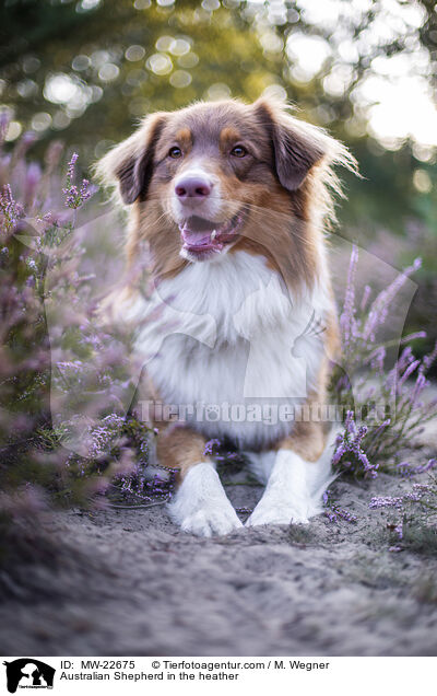 Australian Shepherd in der Heide / Australian Shepherd in the heather / MW-22675