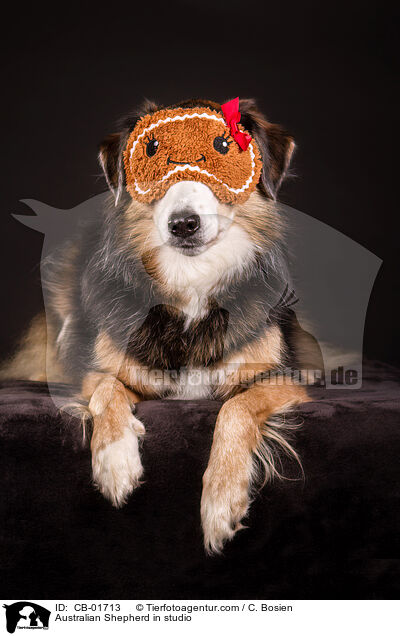 Australian Shepherd im Studio / Australian Shepherd in studio / CB-01713