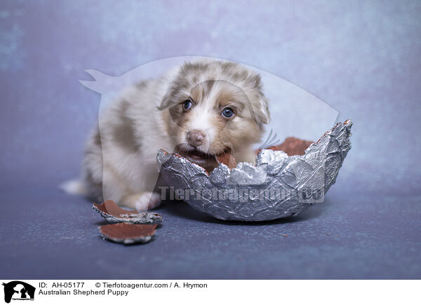 Australian Shepherd Welpe / Australian Shepherd Puppy / AH-05177