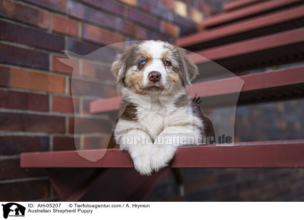 Australian Shepherd Welpe / Australian Shepherd Puppy / AH-05207