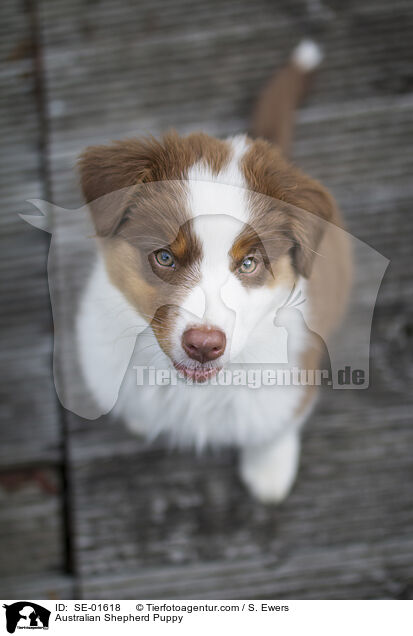 Australian Shepherd Welpe / Australian Shepherd Puppy / SE-01618