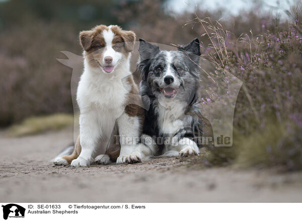 Australian Shepherds / Australian Shepherds / SE-01633