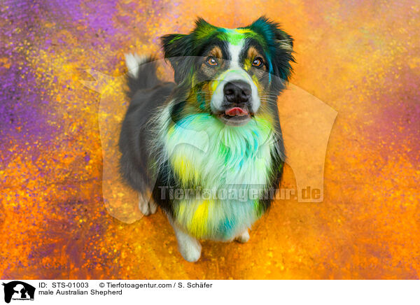 Australian Shepherd Rde / male Australian Shepherd / STS-01003