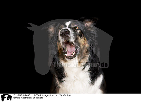 Australian Shepherd Hndin / female Australian Shepherd / SGR-01400