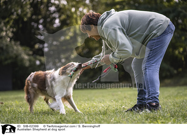 Australian Shepherd at dog sport / SIB-02399