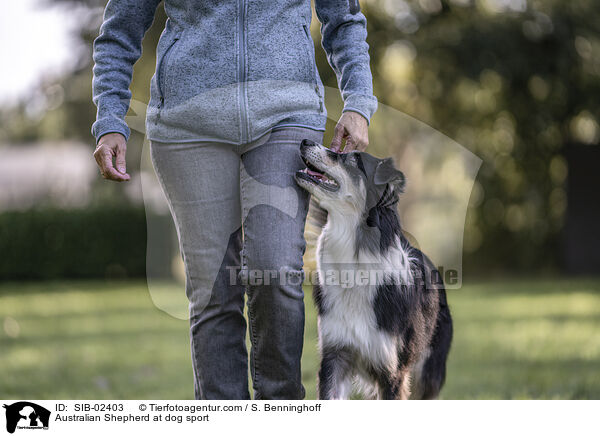 Australian Shepherd at dog sport / SIB-02403