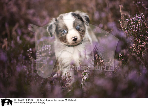 Australian Shepherd Welpe / Australian Shepherd Puppy / MARS-01132