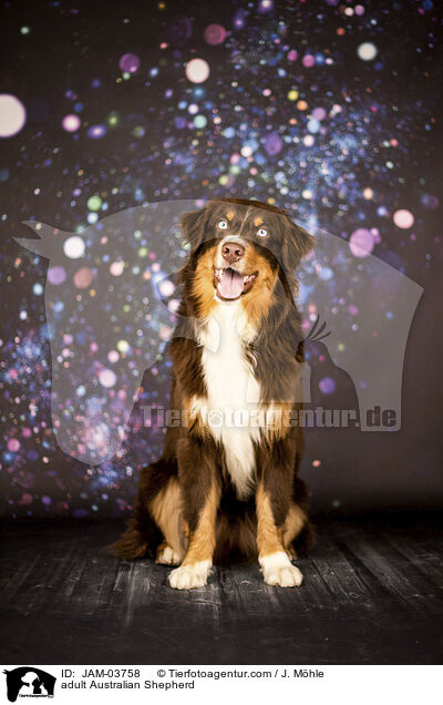 ausgewachsener Australian Shepherd / adult Australian Shepherd / JAM-03758