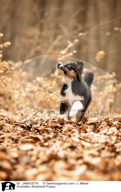 Australian Shepherd Welpe / Australian Shepherd Puppy / JAM-03779