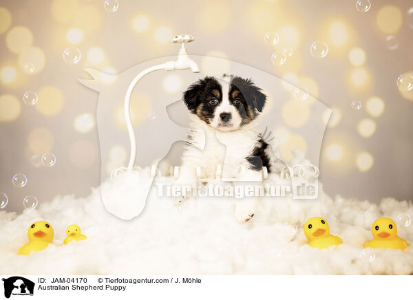 Australian Shepherd Welpe / Australian Shepherd Puppy / JAM-04170