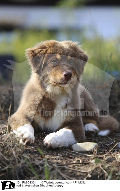 red-tri Australian Shepherd Welpe / red-tri Australian Shepherd puppy / PM-08334