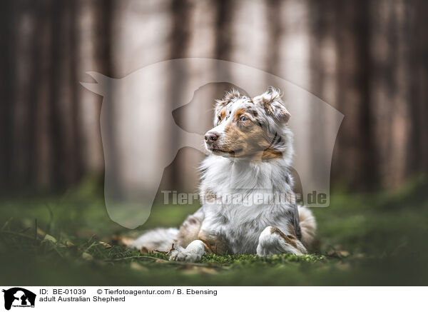 ausgewachsener Australian Shepherd / adult Australian Shepherd / BE-01039