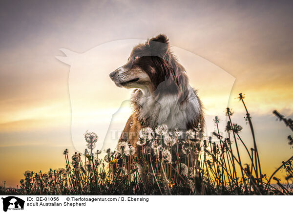 ausgewachsener Australian Shepherd / adult Australian Shepherd / BE-01056