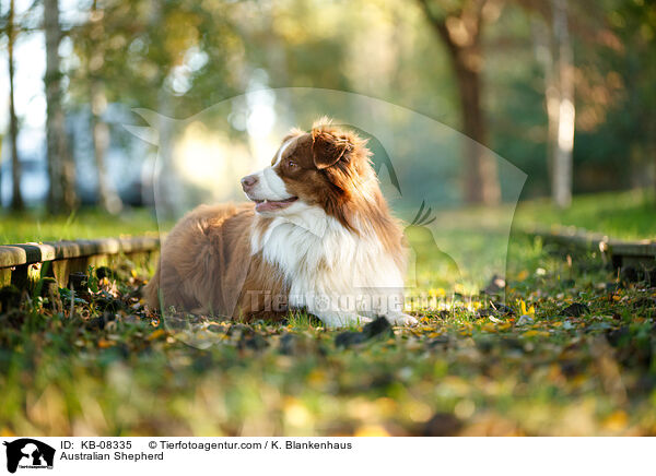 Australian Shepherd / Australian Shepherd / KB-08335