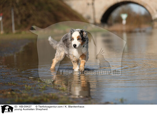 junger Australian Shepherd / young Australian Shepherd / KB-09427