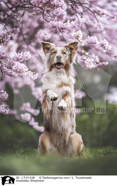 Australian Shepherd / Australian Shepherd / LT-01338