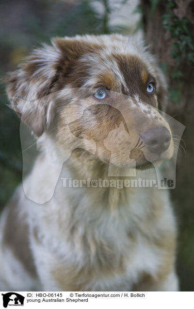 young Australian Shepherd / HBO-06145