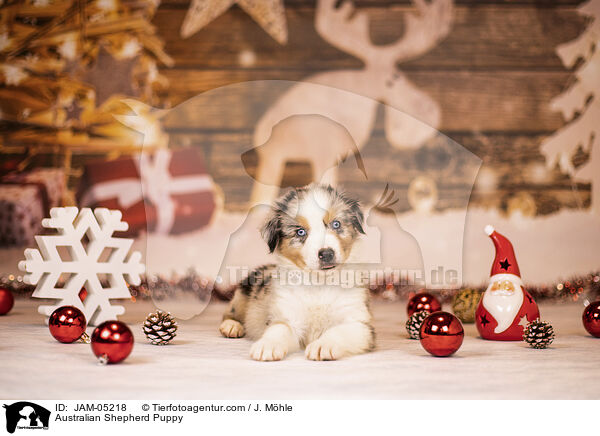 Australian Shepherd Welpe / Australian Shepherd Puppy / JAM-05218