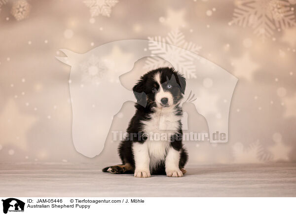 Australian Shepherd Welpe / Australian Shepherd Puppy / JAM-05446