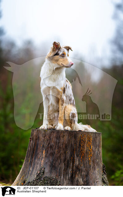 Australian Shepherd / Australian Shepherd / JEP-01107