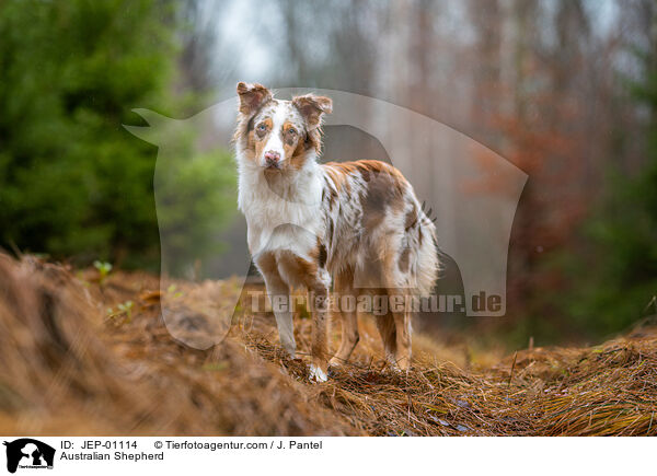 Australian Shepherd / Australian Shepherd / JEP-01114