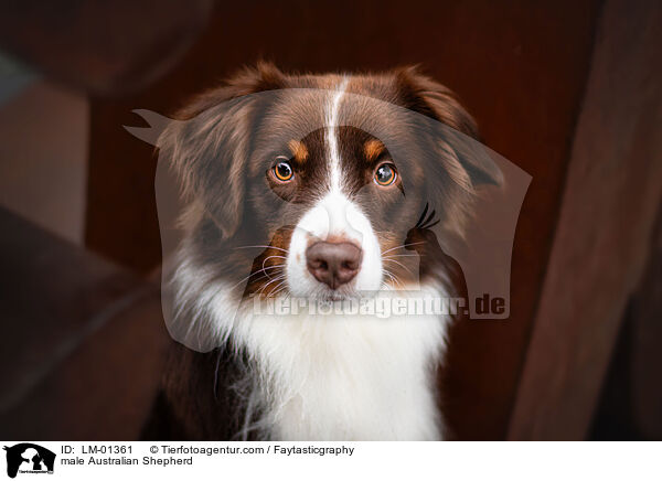 Australian Shepherd Rde / male Australian Shepherd / LM-01361