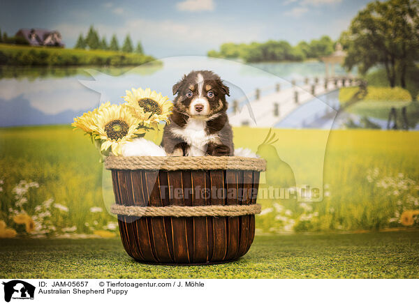 Australian Shepherd Welpe / Australian Shepherd Puppy / JAM-05657