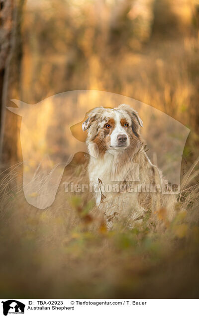 Australian Shepherd / Australian Shepherd / TBA-02923