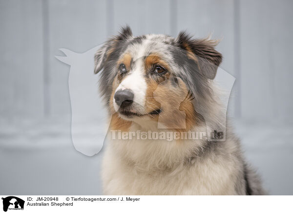 Australian Shepherd / Australian Shepherd / JM-20948