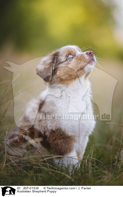 Australian Shepherd Welpe / Australian Shepherd Puppy / JEP-01536