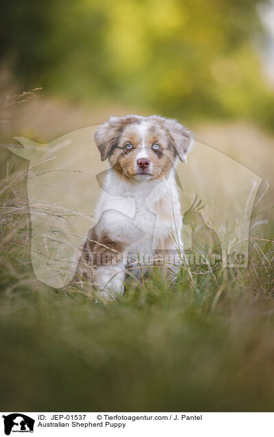 Australian Shepherd Welpe / Australian Shepherd Puppy / JEP-01537