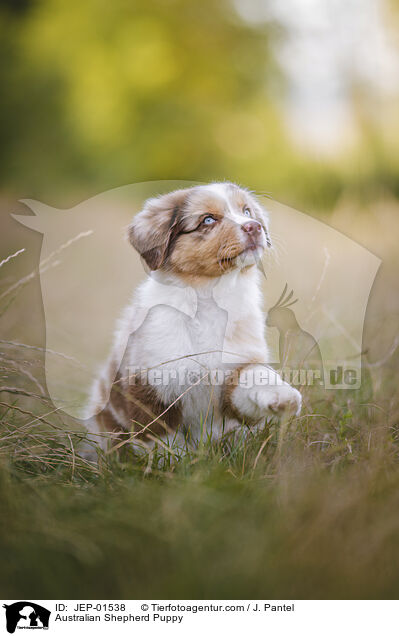 Australian Shepherd Welpe / Australian Shepherd Puppy / JEP-01538