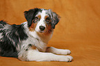 lying Australian Shepherd