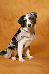 sitting Australian Shepherd