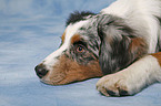 lying Australian Shepherd