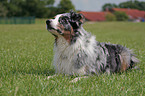 Australian Shepherd