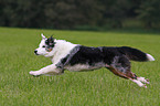 running Australian Shepherd