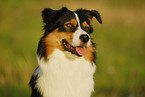 Australian Shepherd Portrait