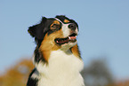 Australian Shepherd Portrait