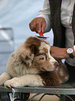 Australian Shepherd puppy