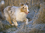 red-merle Australian Shepherd