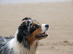 blue-merle Australian Shepherd