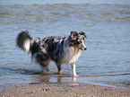 bathing Australian Shepherd