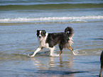 walking Australian Shepherd