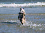 running Australian Shepherd