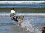 running Australian Shepherd