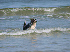 running Australian Shepherd